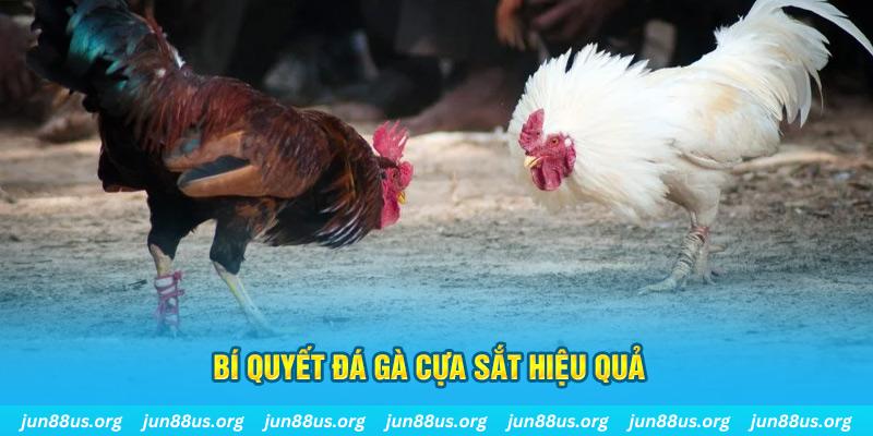 vin77722 đá gà cựa dao